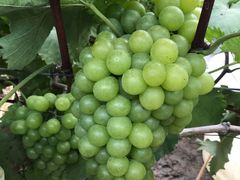 -南汇老顾农家乐采摘大团水蜜桃采摘店