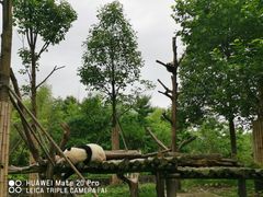 -都江堰中华大熊猫苑