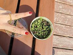 -青玉酸奶青海老酸奶、甜醅子