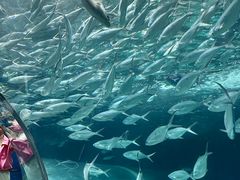 -上海海洋水族馆