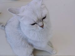 -怪兽屋·羊驼·猫咖·狗咖(俊华广场店)