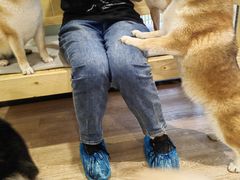 -南京Hallo宠物乐园·哈罗犬舍·柴犬繁育基地