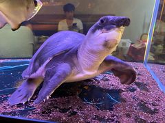 -阿泽料理