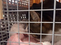 -艾贝尔宠物医院 ·中兽医·宠保定点(北门桥店)