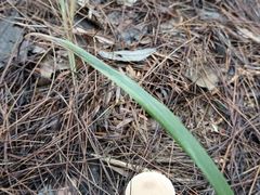 -大龙山(地铁站)