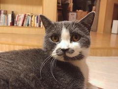 -猫和宫(六道口店)