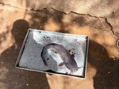 -姥家大锅台水库渔家