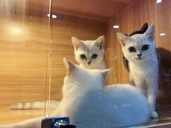 -喵百万·布偶·蓝金金渐层英短·猫舍(百子湾店)