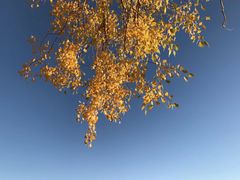 -金塔沙漠胡杨林景区
