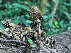 -素山寺森林公园