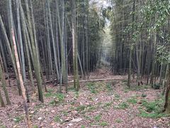 -西湖风景区十里琅珰-五云山