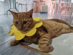 -喵屿·大理花园猫咖