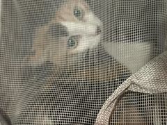 -御宝贝·A梦猫科宠物医院(国际猫友好医院)