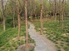 -大望京公园