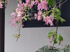 -莫愁湖公园