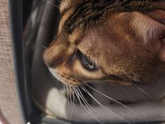 -纳吉亚猫专科动物医院·北北分院
