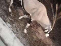 -清迈夜间动物园