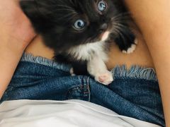 -平行世界·猫咖(首经贸店)