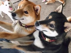 -柴犬高等学院·狗咖·柴犬售卖·宠物训练