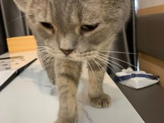 -喵园·猫主题咖啡厅·撸猫·猫咖(国贸店)