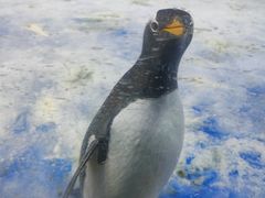 -芜湖新华联大白鲸海洋公园