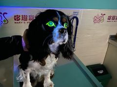 -哆趣宠物医院·眼科·内镜·急重症转诊中心(上海店)