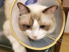 -萌兽医馆·宠物医院·猫骨科(创景店)