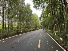 -神光山国家森林公园