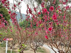 -桃花涧