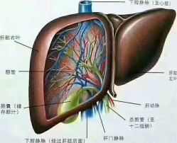 -香薇妮丝·定制减肥·身材管理