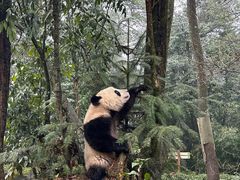 -中国大熊猫保护研究中心雅安碧峰峡基地