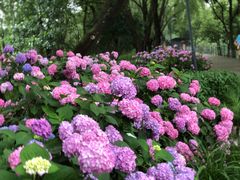 -西湖风景区-江洋畈生态公园