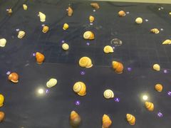 -青岛贝壳博物馆