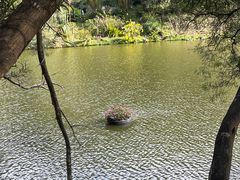 -深圳仙湖植物园