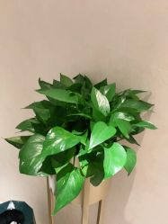 -薇兰专业脱毛连锁机构