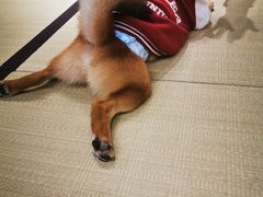 -逗柴咖啡屋·狗咖猫咖宠物桌游