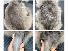 -唐小姐の猫狗洗护·购宠旗舰店(周浦万达店)
