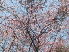 -木塔寺遗址生态公园
