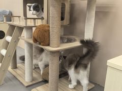 -大悦城(沈阳中街店)