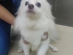 -瑞派动物医院·猫专科·至诚(江南中分院)