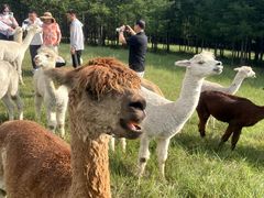 -塞罕坝国家级自然保护区