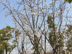 -南翔镇银翔湖公园