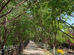 -桃花堤公园