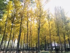 -洪湖悦兮半岛国际温泉度假村