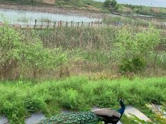 -鄱阳湖国家湿地公园