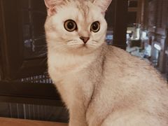 -滚猫咖啡·猫咖·猫友好撸猫(未来城店)
