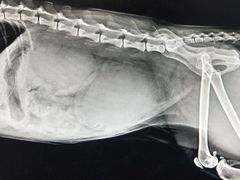 -太原东方动物医院(小店分院)