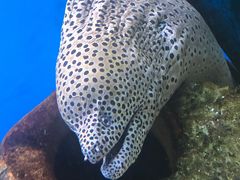 -御唐府海珊瑚主题餐厅
