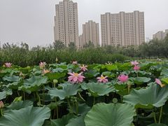 -前关湿地公园