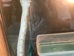 -上海大自然野生昆虫馆(东方明珠·爬宠昆虫探索中心)